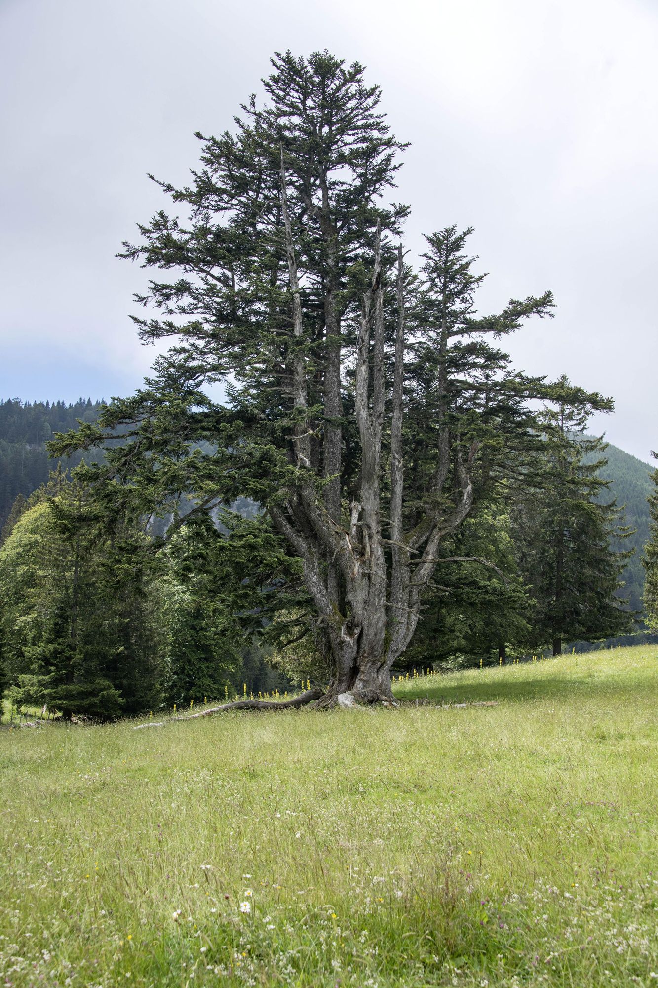 Le sapin blanc gogant de Romairon